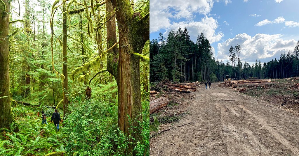 Washington has few older forests left. Why does DNR keep logging them?