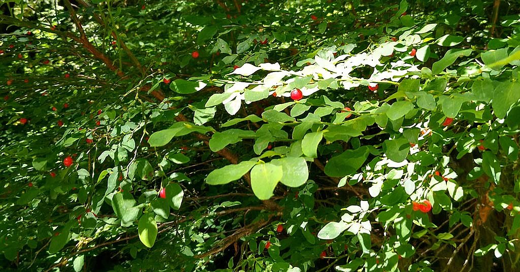 You’re right, there aren’t as many huckleberries as there used to be
