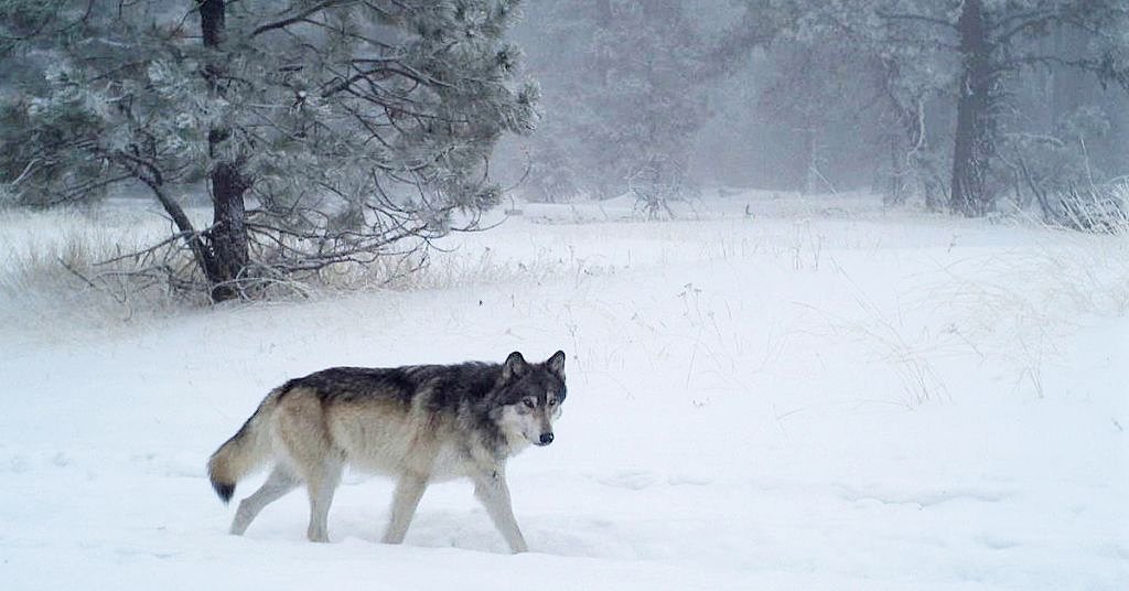 New studies ‘go CSI’ to gauge wolf impacts