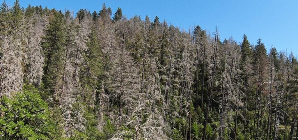 Douglas fir in ‘decline spiral’ in southwestern Oregon