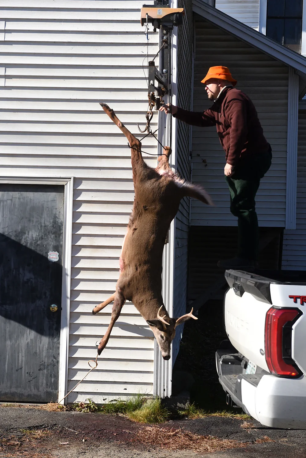 Teeth are the key for biologists to understand the health of Vermont’s deer population