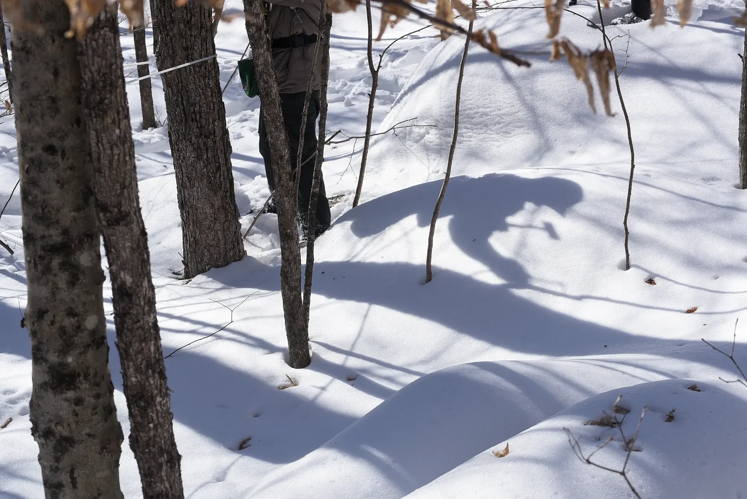 Twin State maple sugarmakers predict sweet season