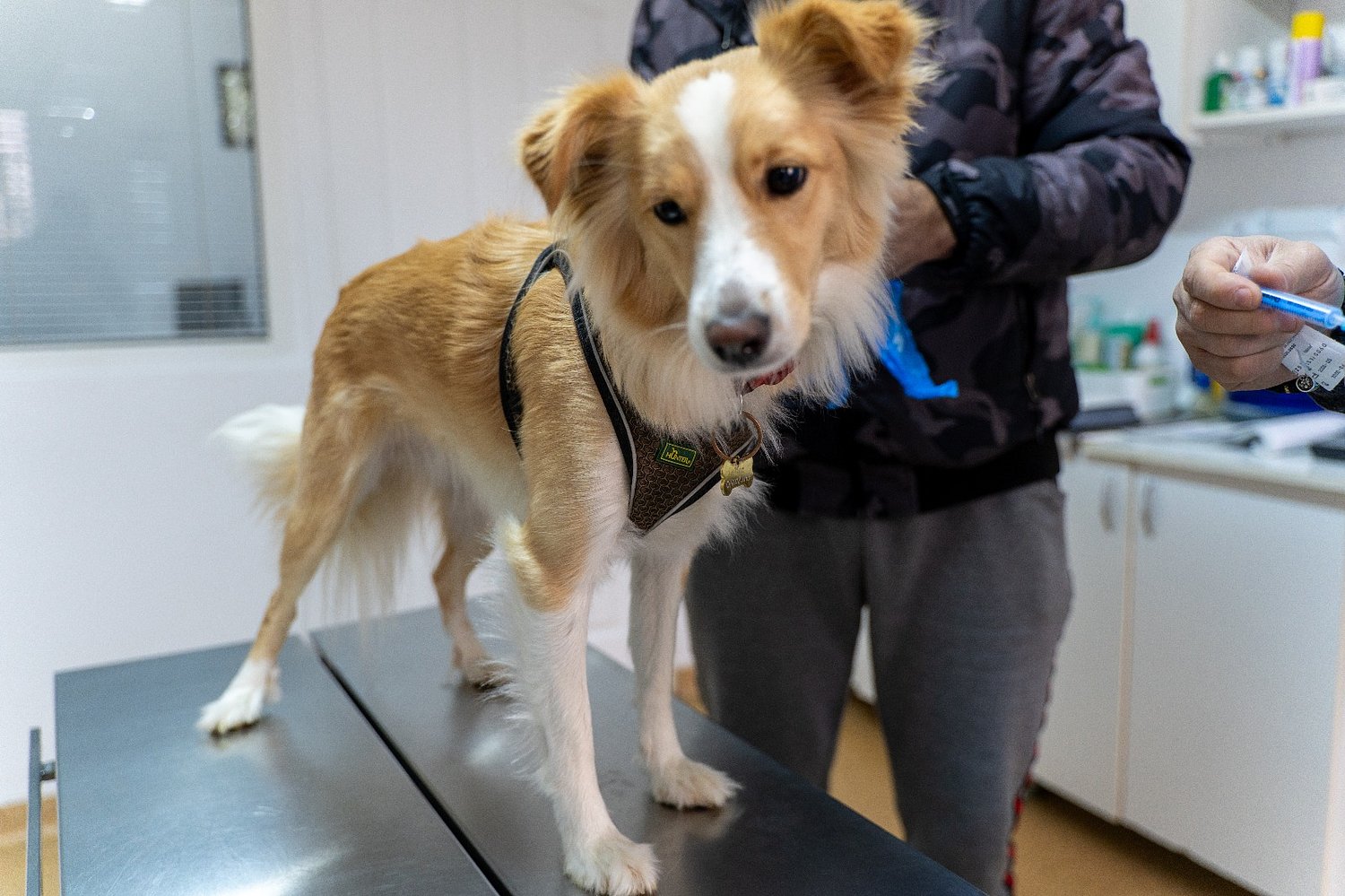 Medieșenii au reacționat exemplar: sterilizări gratuite epuizate rapid în cabinetele veterinare / foto
