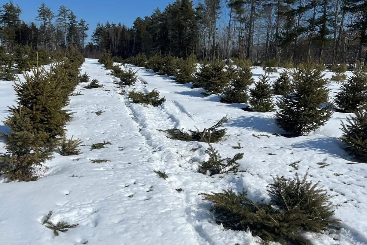 A snowmobiler ran over $20K worth of trees at a Maine nursery
