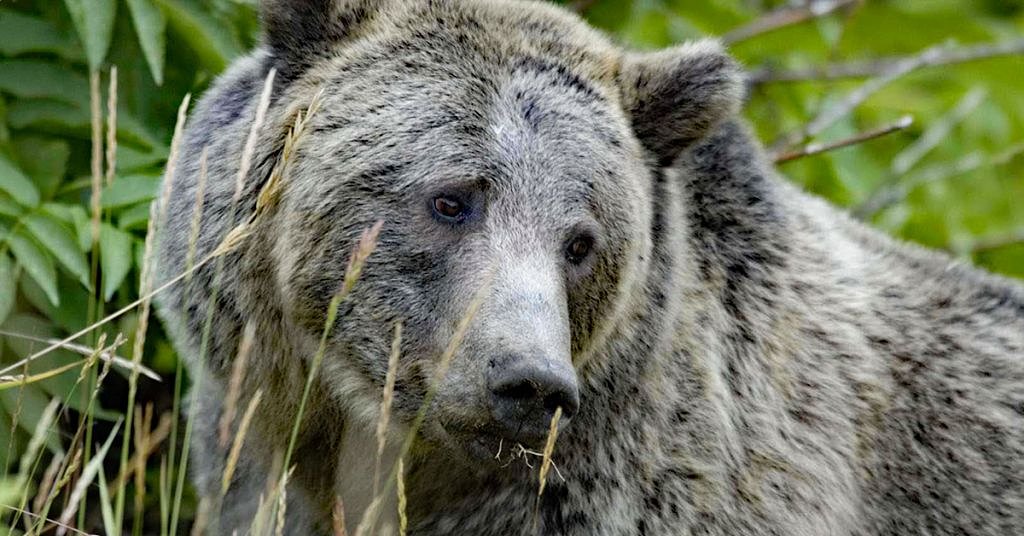 Government to consider transplanting grizzlies to Cascades