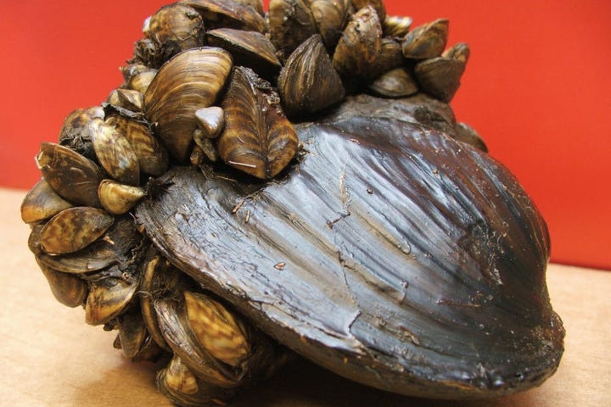 Invasive mussels wreak havoc across US. Feds are desperate for a fix.