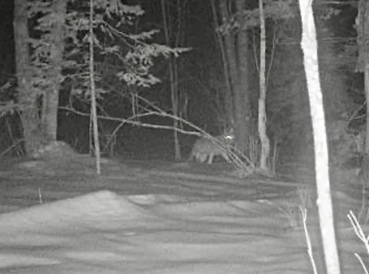 How I finally got this cool critter in front of my new trail camera