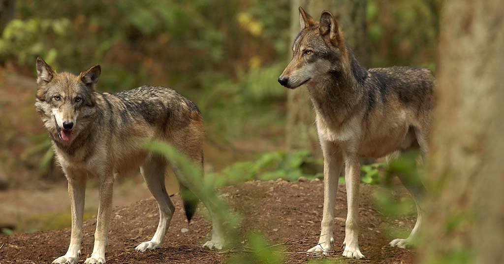 Human killings of wolves are on the rise in Washington