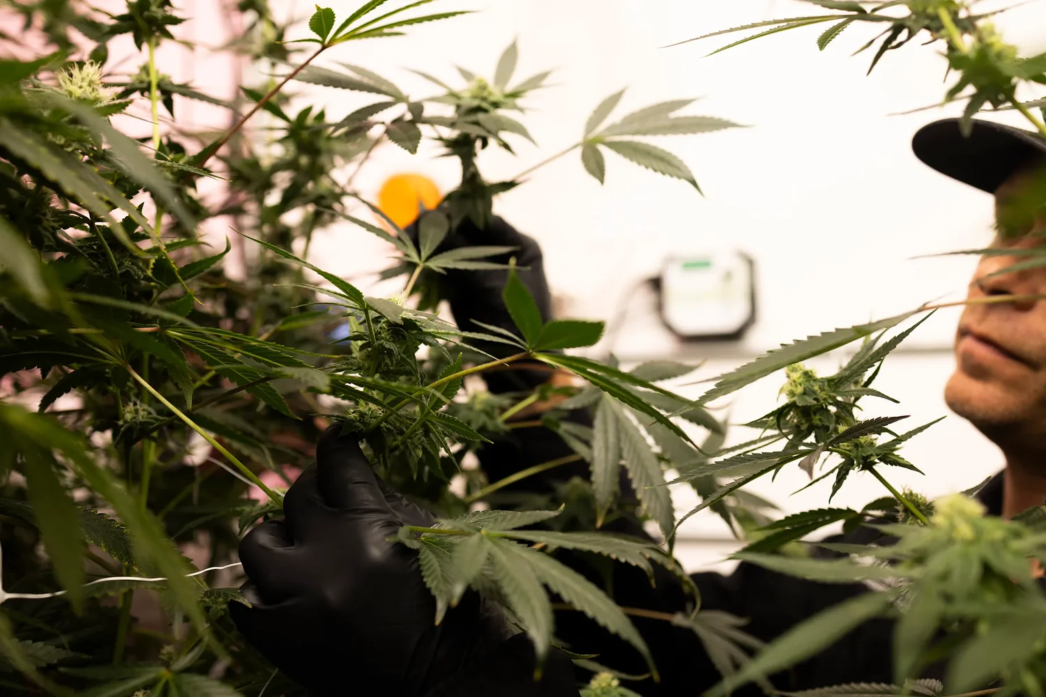 A blossoming Texas medical marijuana industry adds new businesses, products and patients
