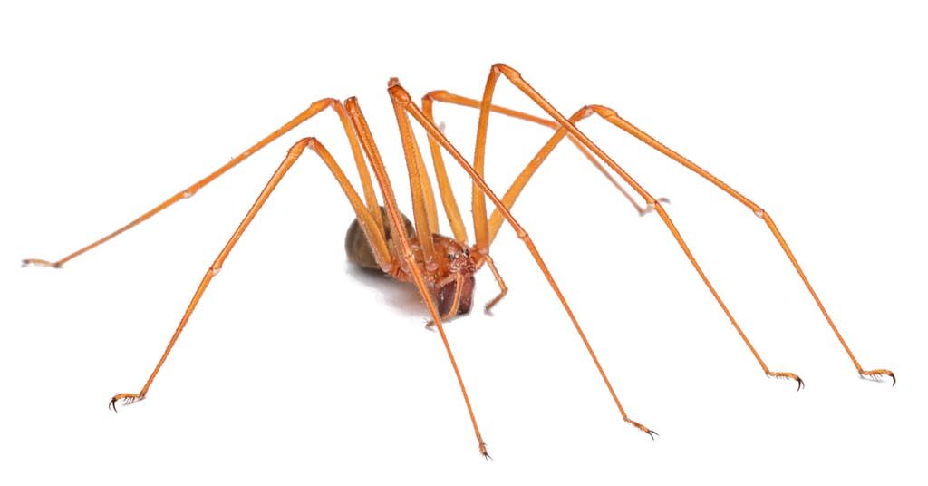 New spider species discovered in Columbia Gorge gets a name