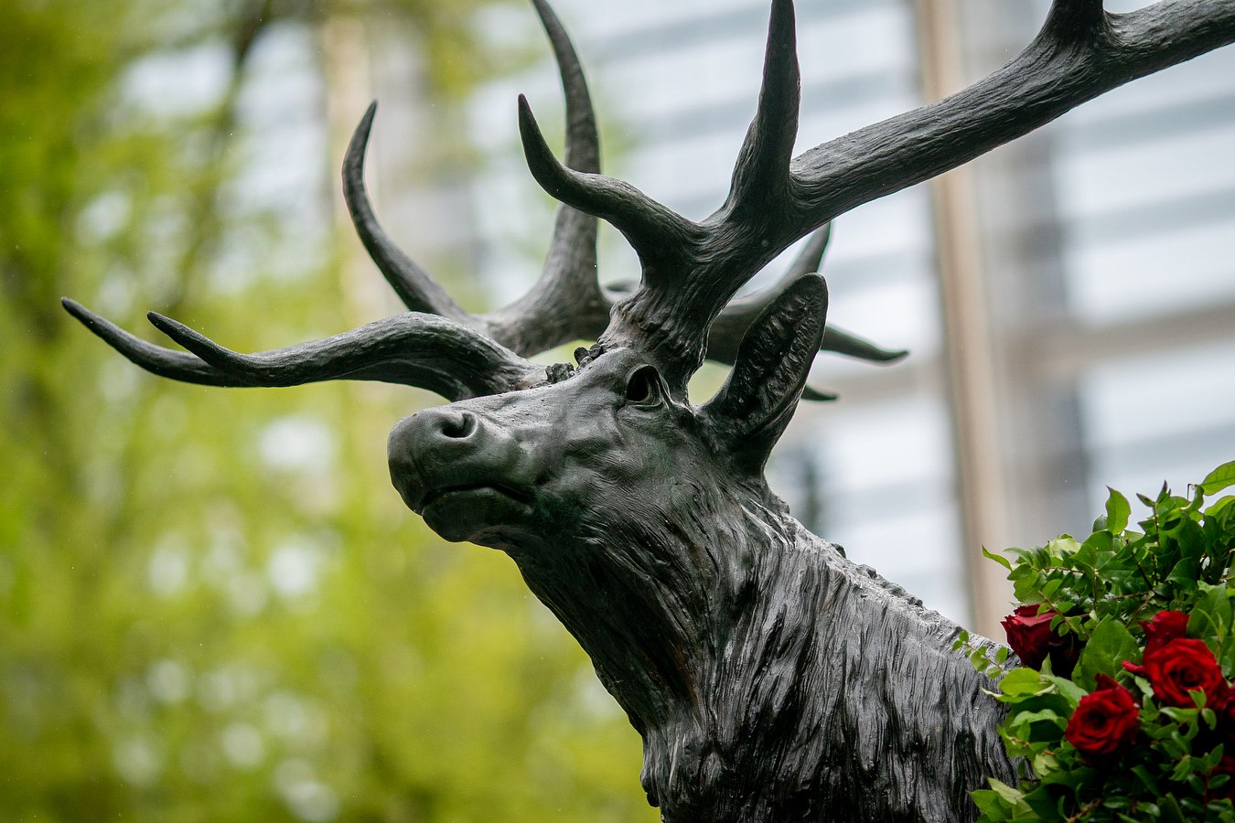 Portland’s famous elk statue, dinged by truck, to get repairs