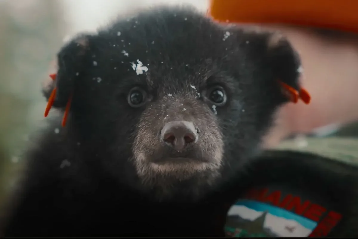 ‘Fifty Seasons’ documentary on YouTube highlights Maine black bear research
