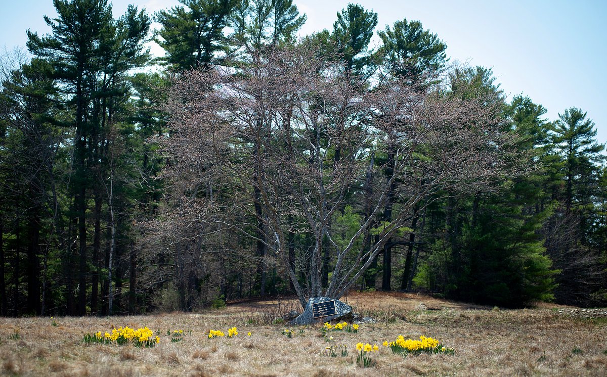 Northport to allow green burials in cemetery
