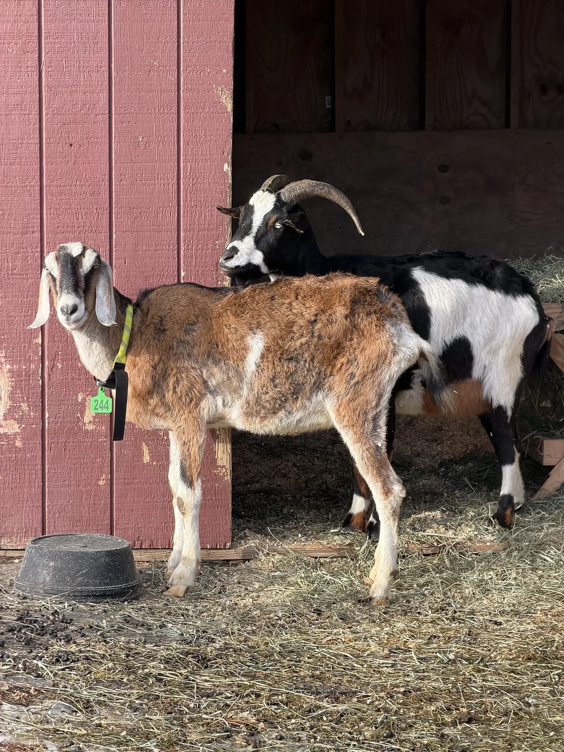 Cloa's Ark owner arraigned on animal cruelty charges