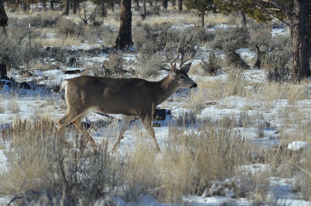 Controversial Oregon ballot initiative to ban hunting, fishing sparks bipartisan opposition