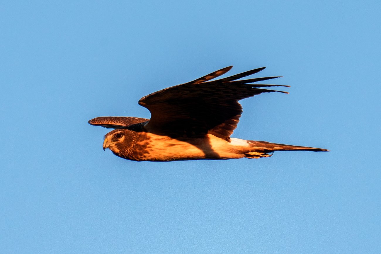 Northern harrier research project seeks Pennsylvania sightings
