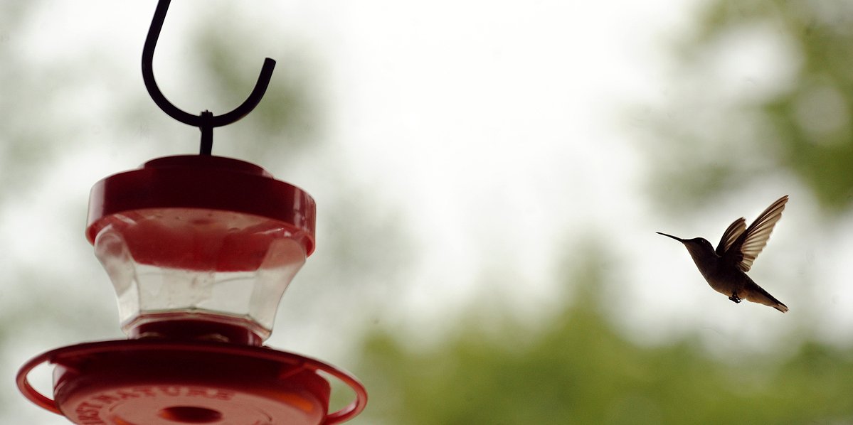 Mighty hummingbirds mark a miraculous change of seasons in Down East Maine