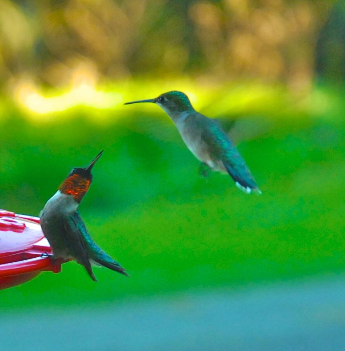 Mighty hummingbirds mark a miraculous change of seasons in Down East Maine