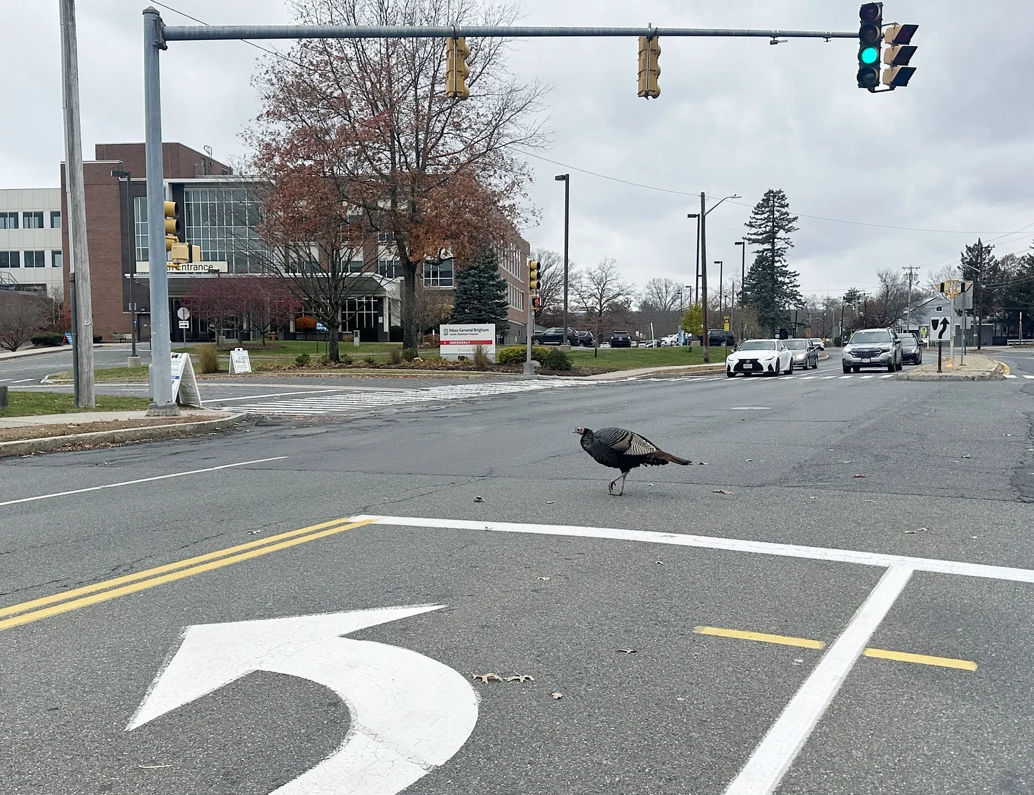 Northampton’s ‘Sandwich’ the turkey draws fans — and fines