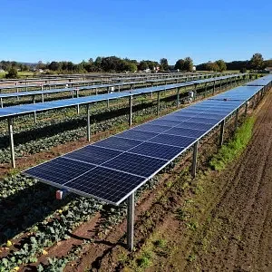 Two new agrivoltaic projects eyed for Hadley farms