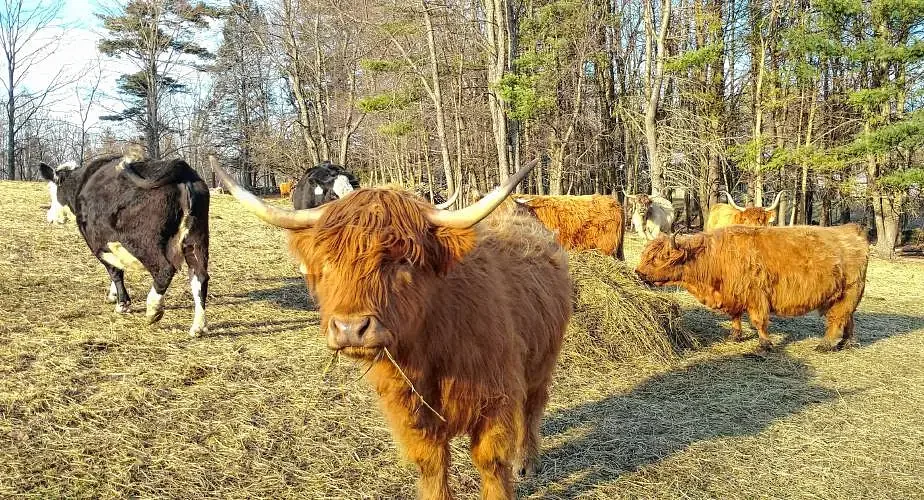 From the Farm: The magnet that can save a cow’s life