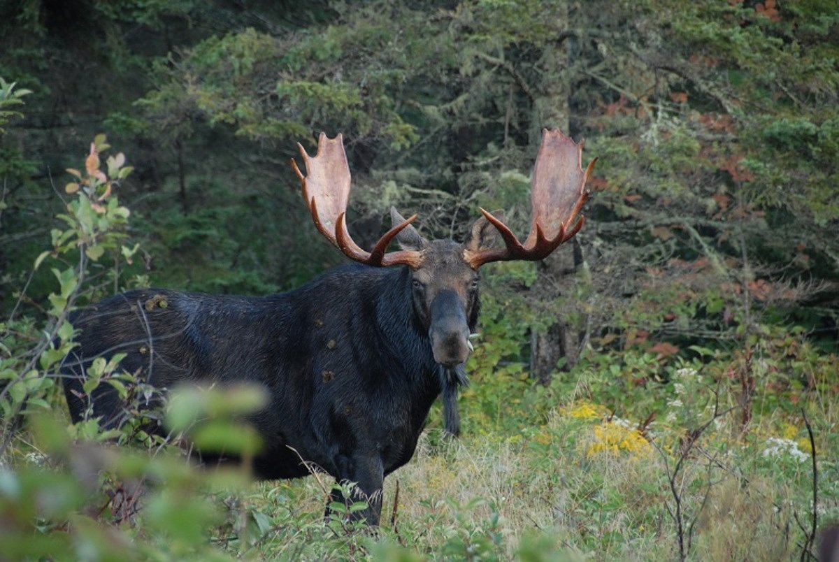 Here are Maine’s 2026 moose permit numbers by hunting zone  