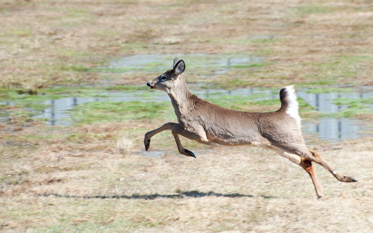 Does smoking cigarettes while hunting scare away deer?