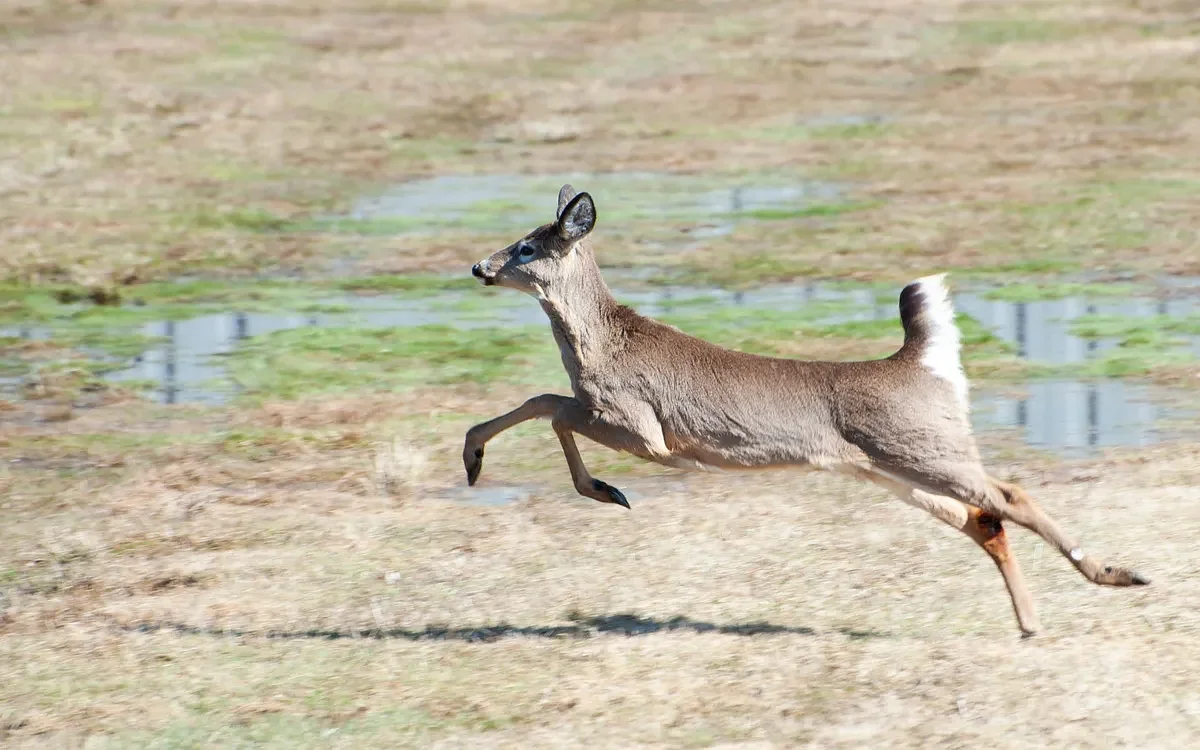 Does smoking cigarettes while hunting scare away deer?