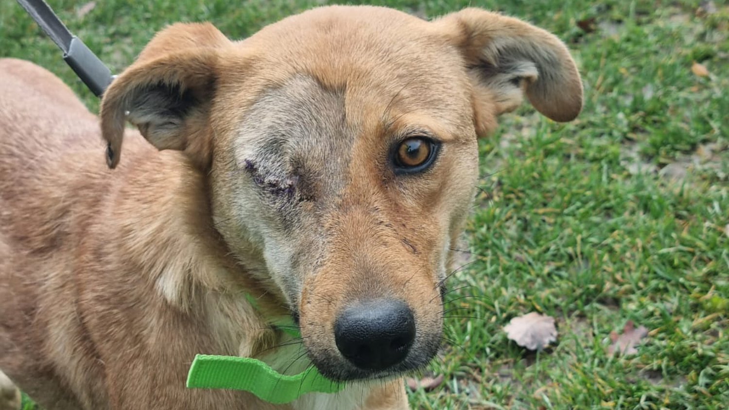 Cruzime extremă în Vurpăr: o cățelușă bătută de copii a rămas fără un ochi | VIDEO, FOTO