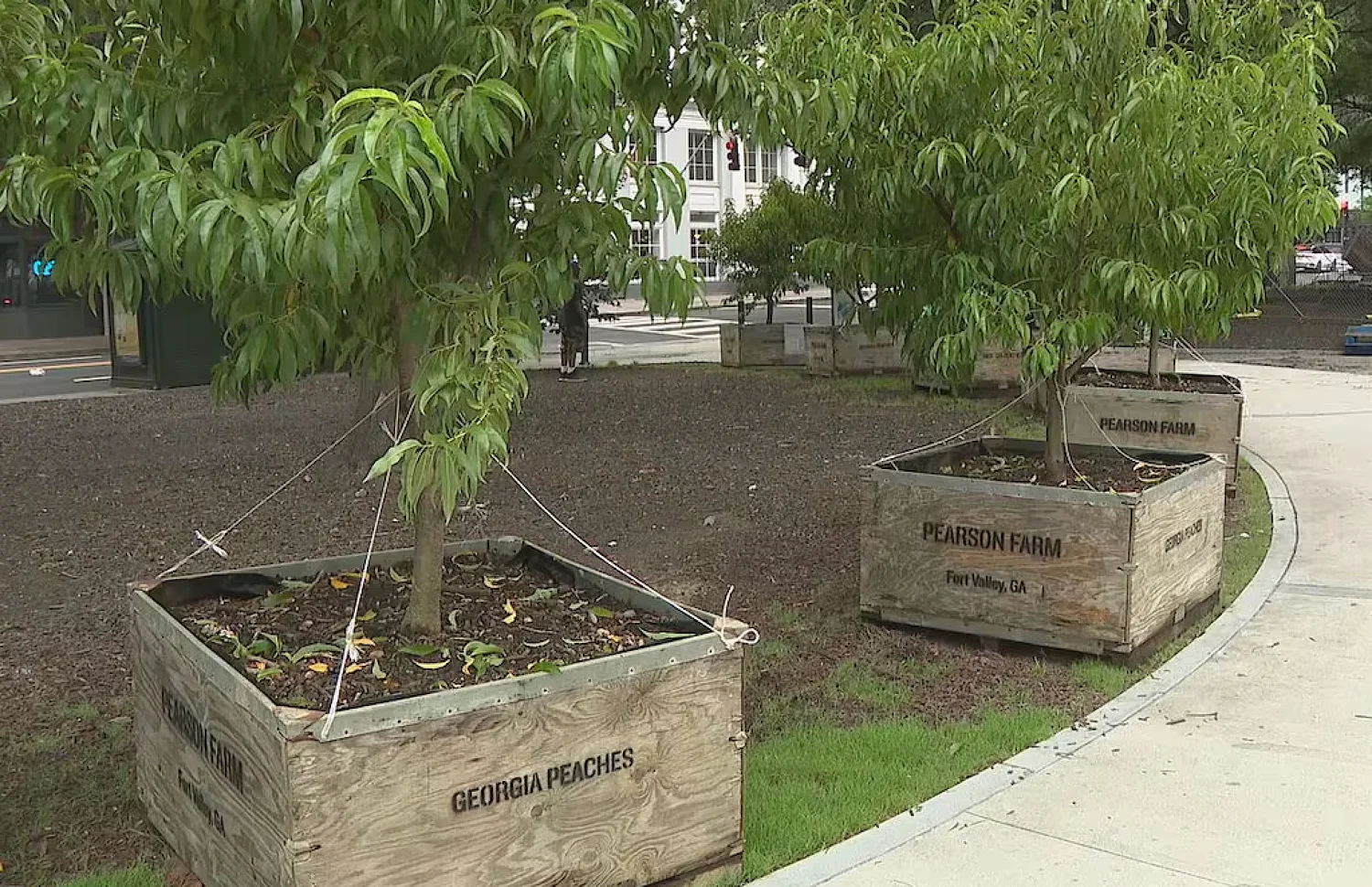 There are finally peach trees along Peachtree Street. Here’s where you can find them