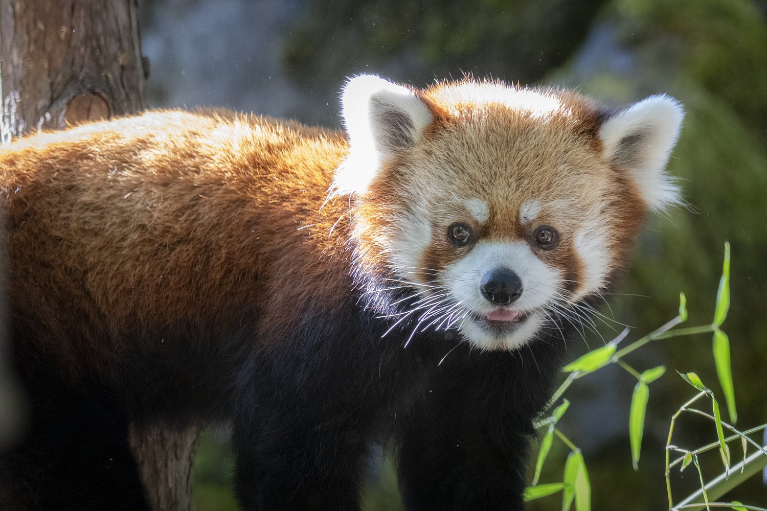 Oregon Zoo hopes its new red panda finds love, romance