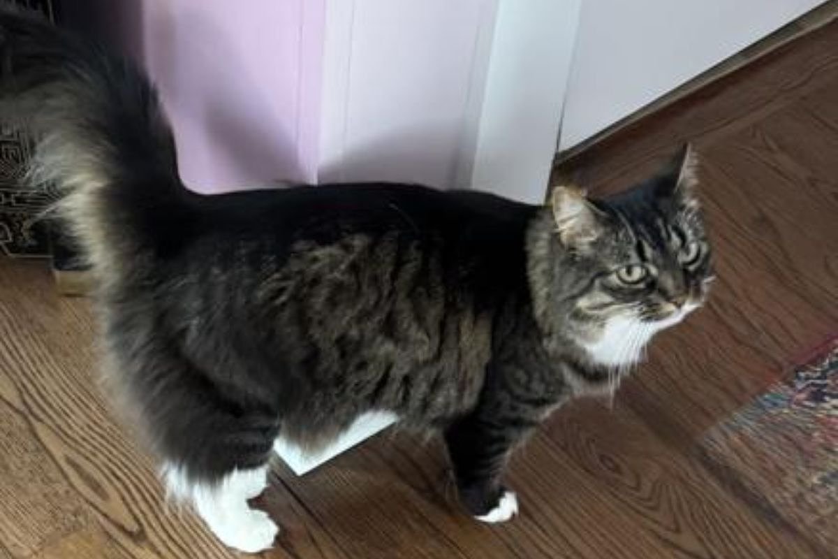 Cat saves Cushing couple from carbon monoxide poisoning