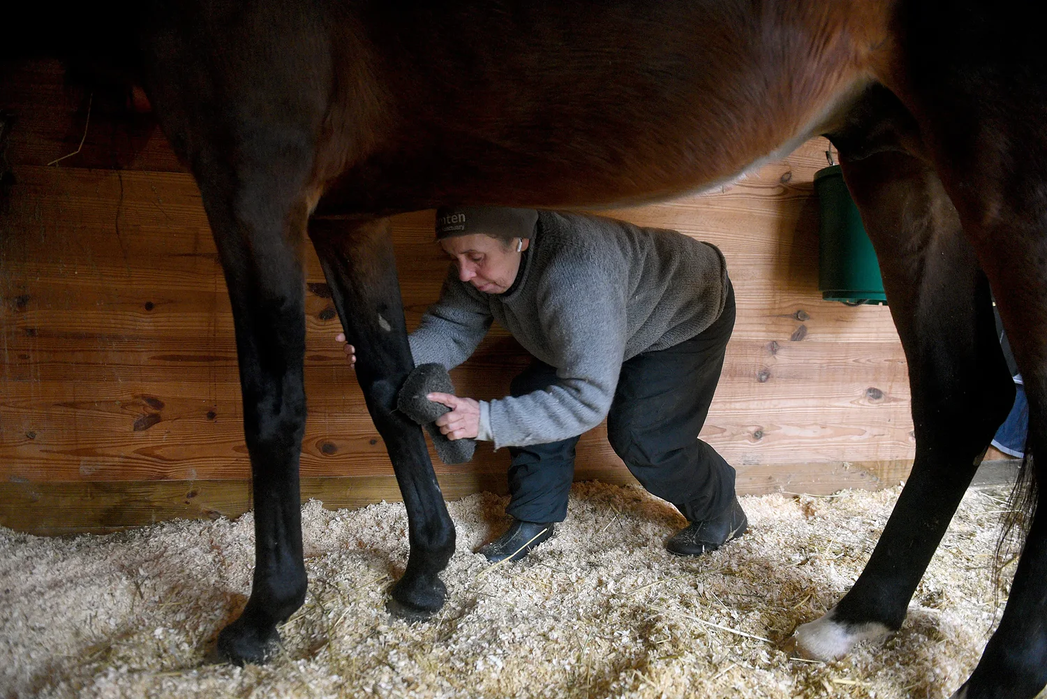 Neglected stallion gains weight, wins hearts at Haverhill sanctuary