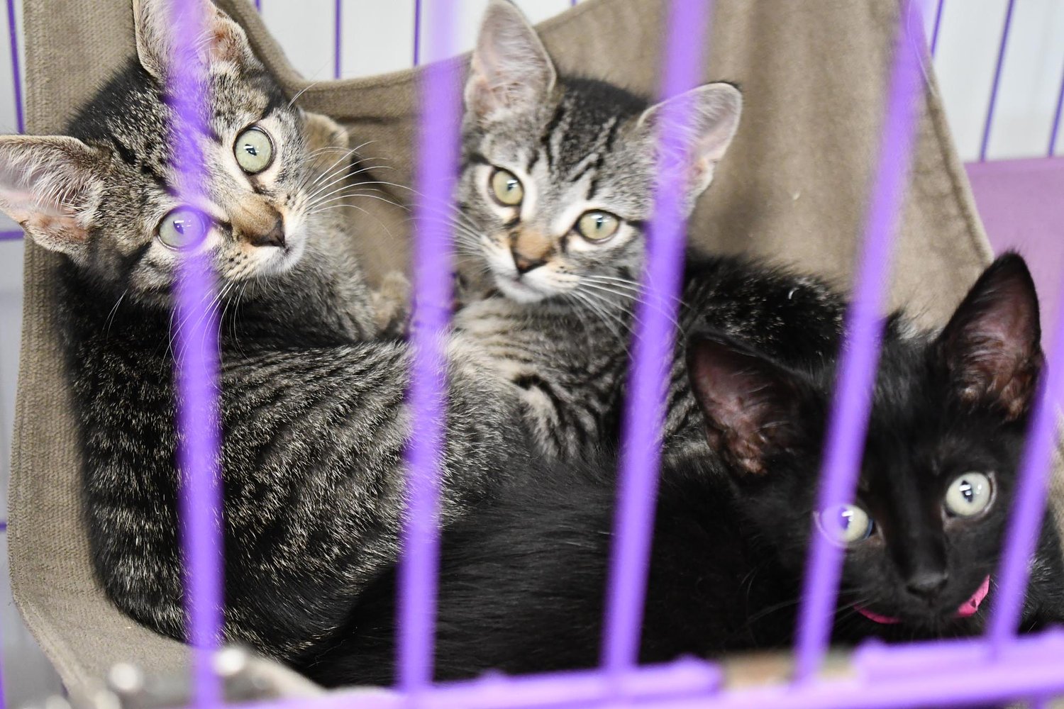 Overcrowding tests Pearl River County SPCA’s no-kill mission
