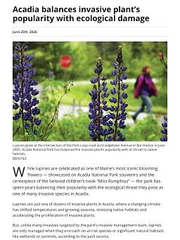 Acadia balances invasive plant’s popularity with ecological damage
