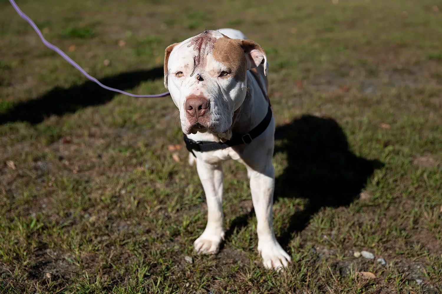 Injured dog found chained to telephone pole in West Lebanon