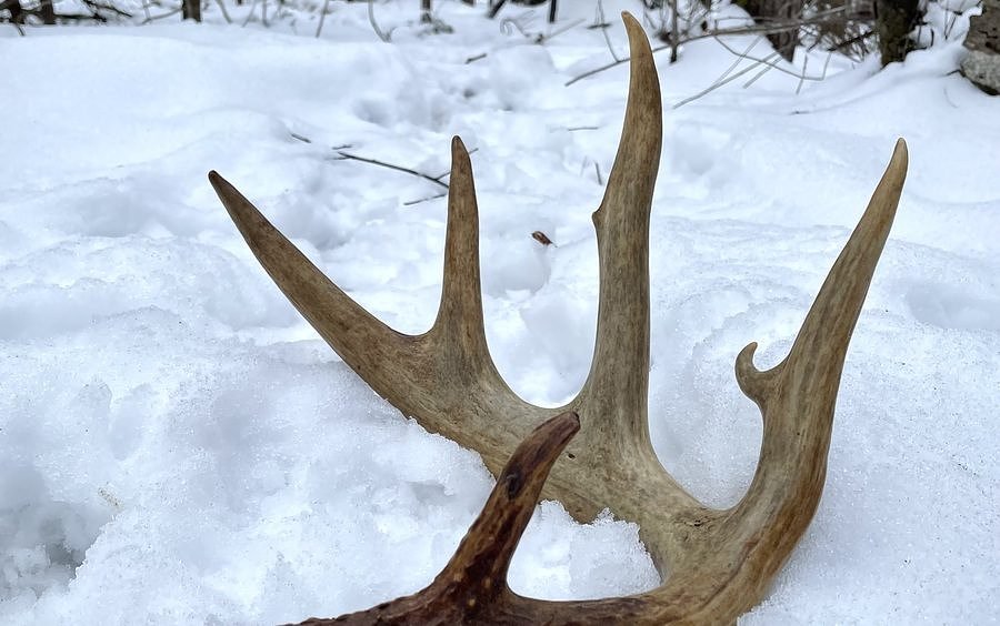 This Maine girl had the best reaction after finding her 1st deer antler