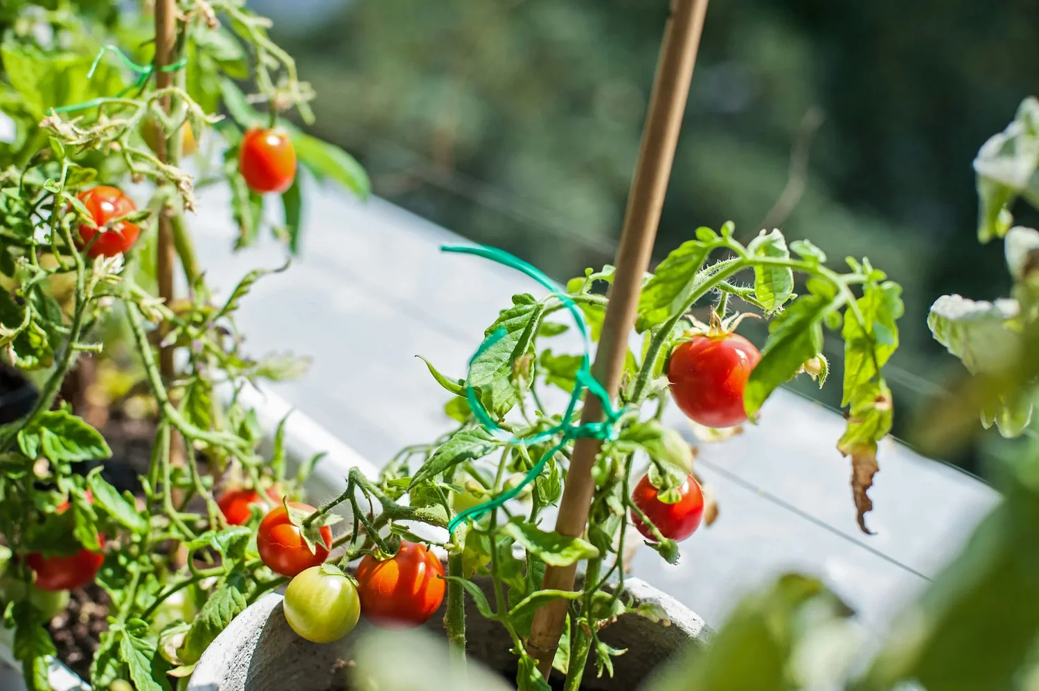 No space to spread out? Try container gardening.