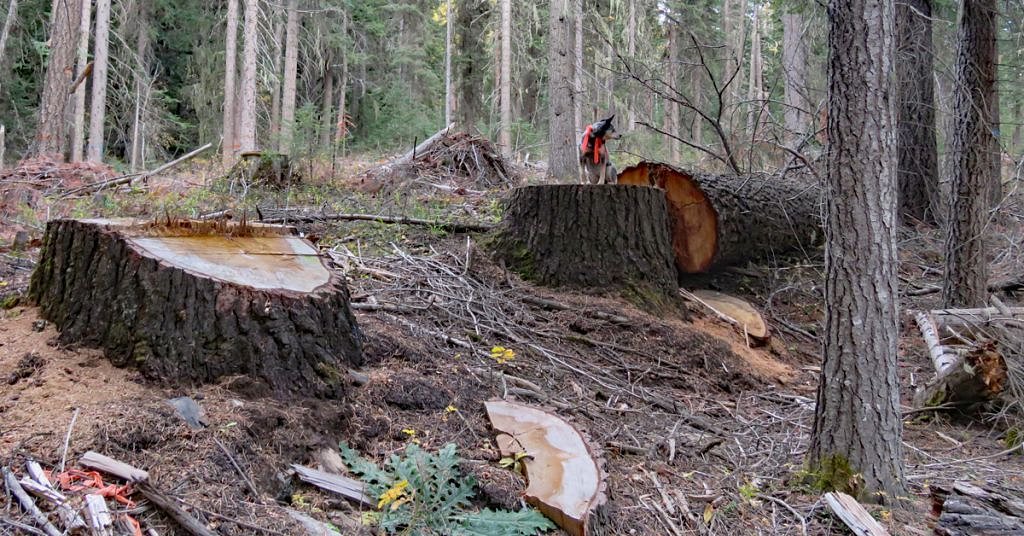 Government exploiting fire fears to back old growth logging, say conservationists
