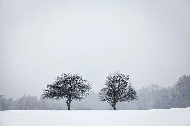 Terry Cronin: A midwinter’s day dream