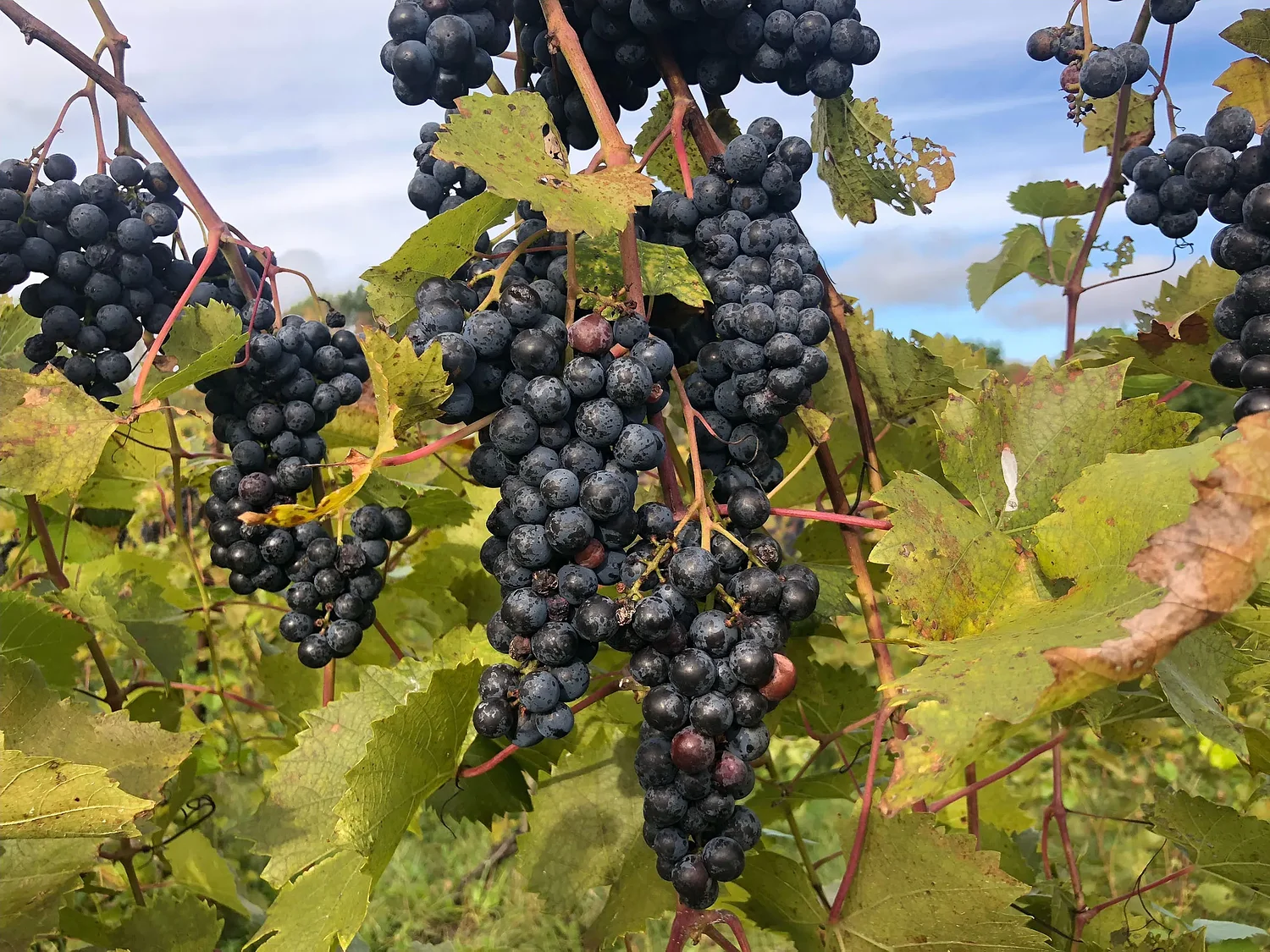 Vermont’s Champlain Valley poised to become a federally recognized wine region