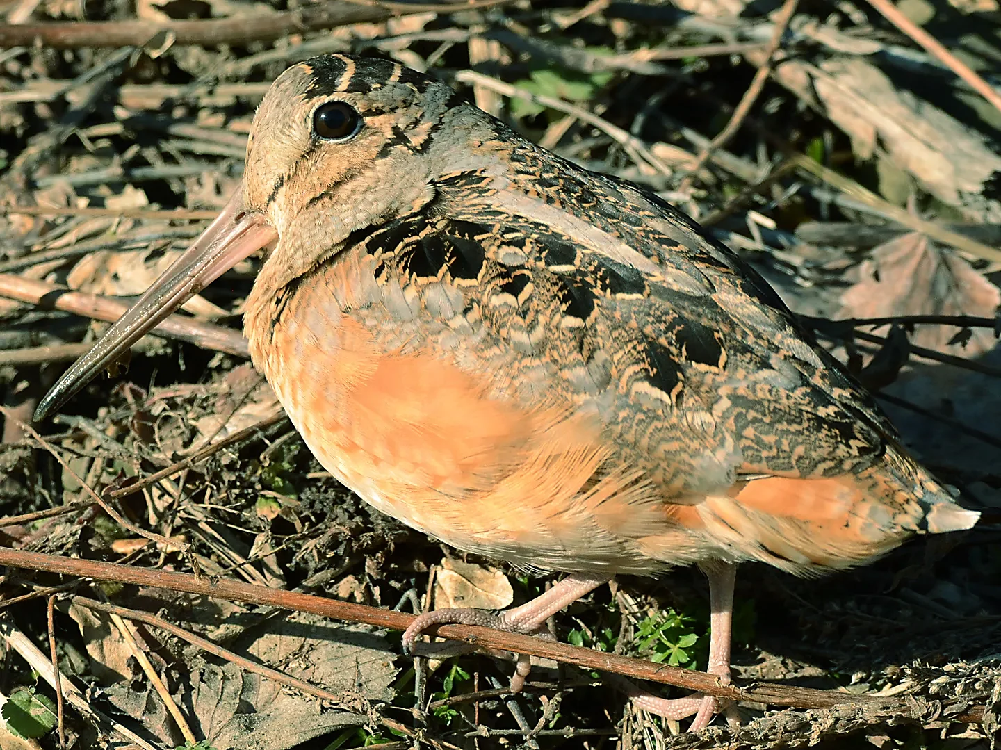 Speaking of Nature: Rediscovering a springtime serenade: Tuning into the American Woodcock and its unique courtship dance
