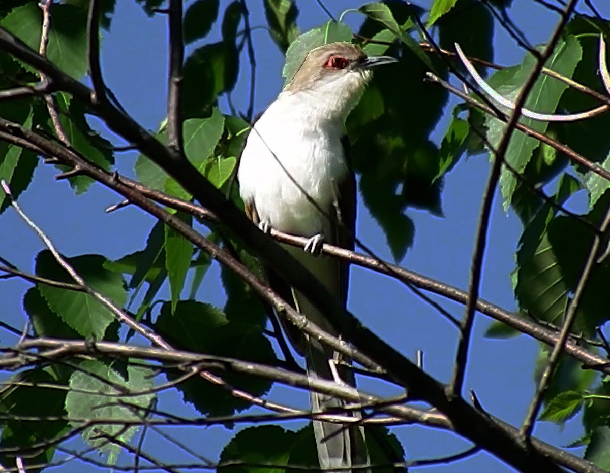 Something crazy happened during this spring’s bird migration in Maine