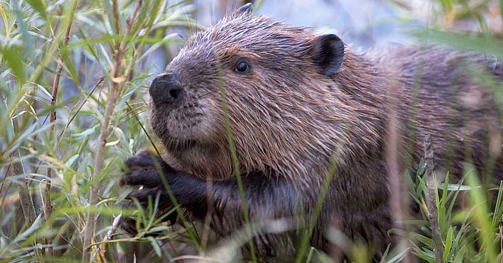 Why are we still mismanaging beavers?