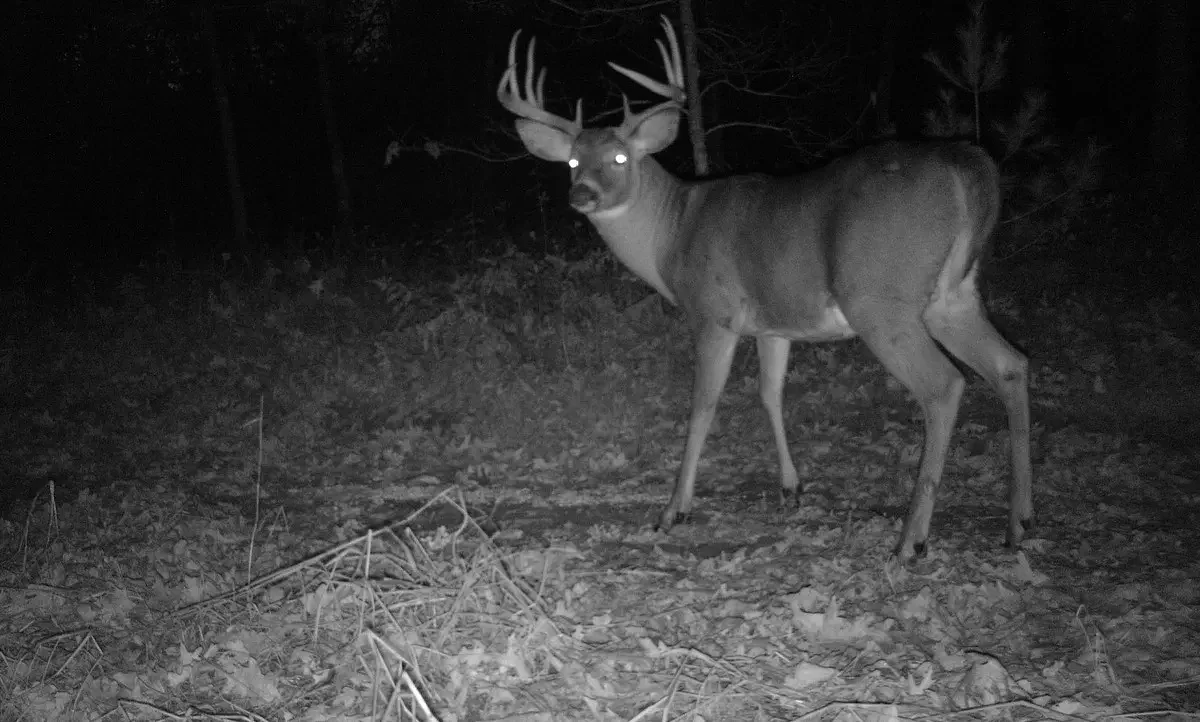 Are we losing the reasons why we hunt because of trail cameras?   