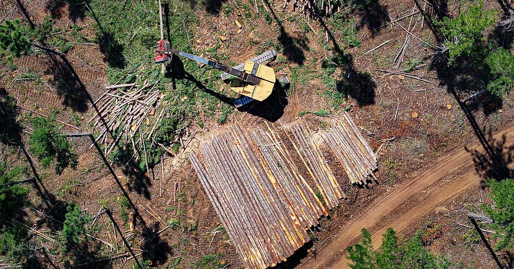 EXCLUSIVE: The Forest Service is using the threat of wildfires to meet timber targets