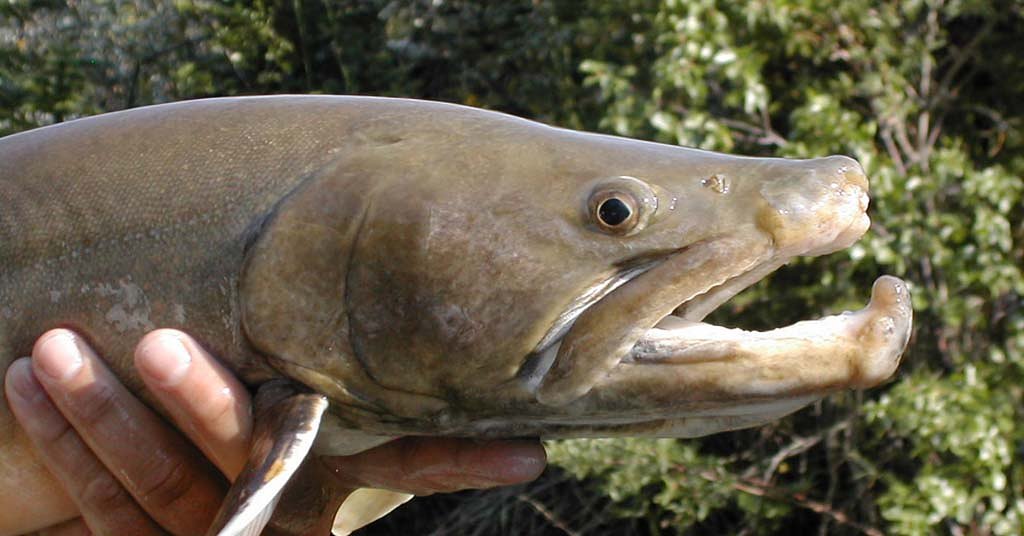 Bull trout caught in forest thinning row