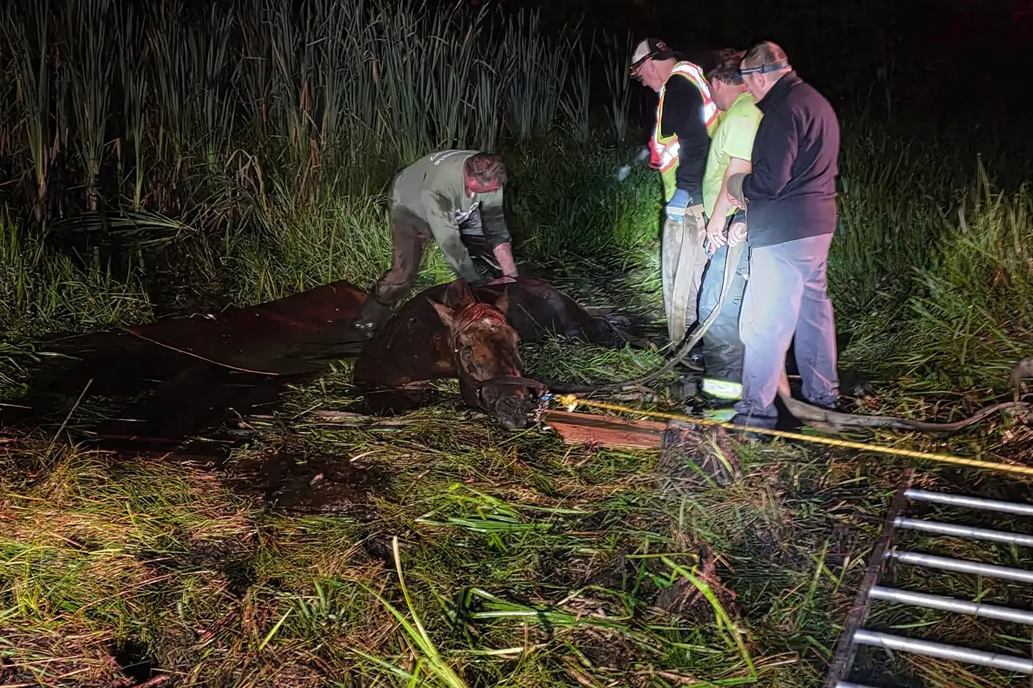 NH firefighters rescue horse stuck in marsh