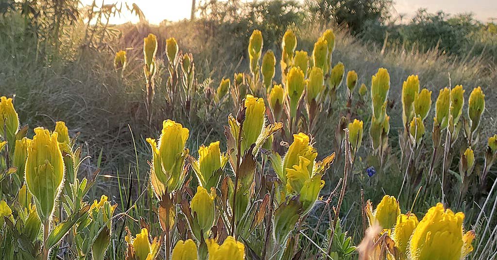 Should the golden paintbrush have been delisted as an endangered species?