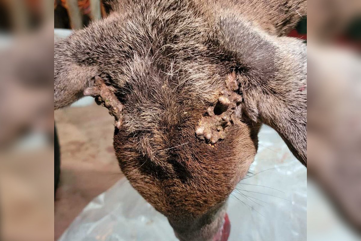 The weird reason why this monster Maine buck was tagged as a doe